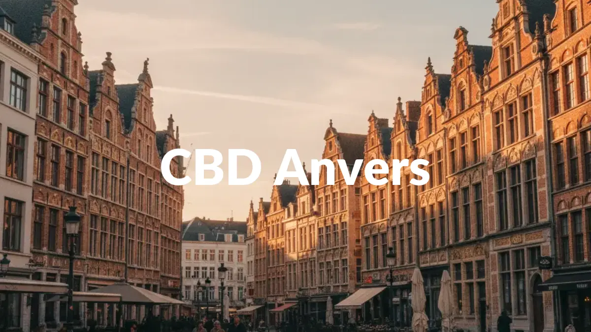 CBD Anvers - Acheter du CBD à Anvers