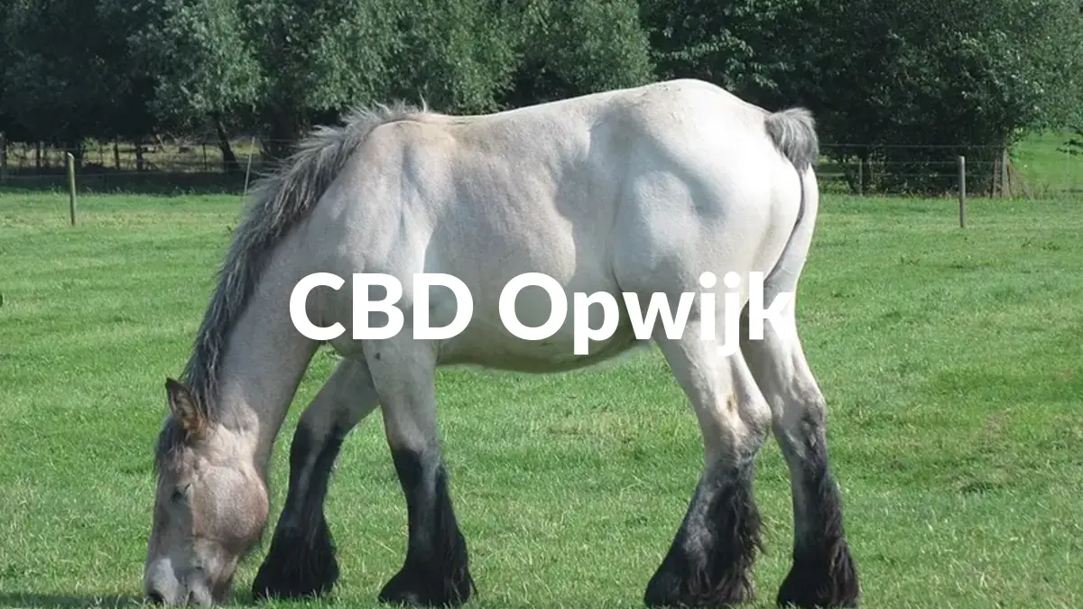 CBD Opwijk - Acheter du CBD à Opwijk